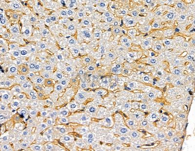 Melatonin Receptor 1A Antibody - DF13877 at 1/100 staining mouse skin tissue by IHC-P.