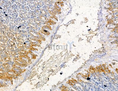 Melatonin Receptor 1A Antibody - DF13877 at 1/100 staining rat stomach tissue by IHC-P.