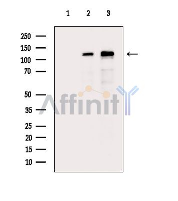 ZFR Antibody - Western blot analysis of extracts from various samples, using ZFR Antibody.