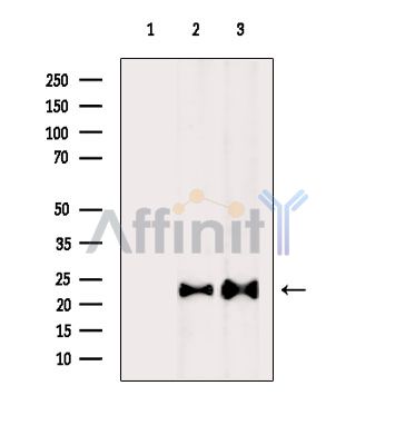 GREM1 Antibody - Western blot analysis of extracts from various samples, using GREM1 Antibody.