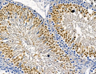 IN35 Antibody - DF2534 at 1/100 staining rat testis tissue by IHC-P.