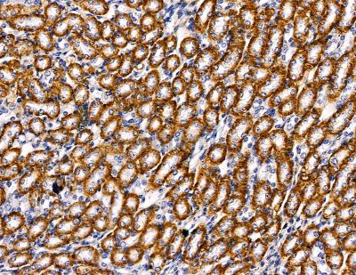 PIK3R3 Antibody - DF2629 at 1/100 staining mouse kidney tissue by IHC-P.