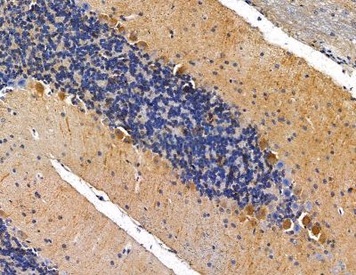 PIK3R3 Antibody - DF2629 at 1/100 staining mouse brain tissue by IHC-P.