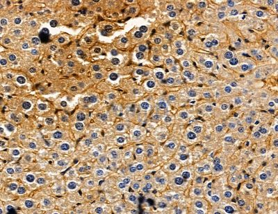 KLK12 Antibody - DF2703 at 1/100 staining mouse liver tissue by IHC-P.