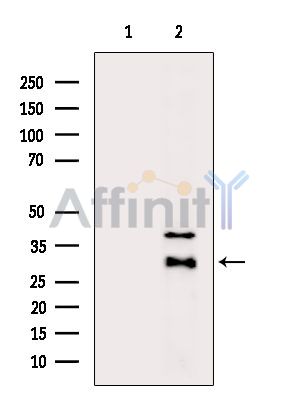 HOR5'Beta13 Antibody - Western blot analysis of extracts from P19 cells(H2O2, using HOR5'Beta13 Antibody.