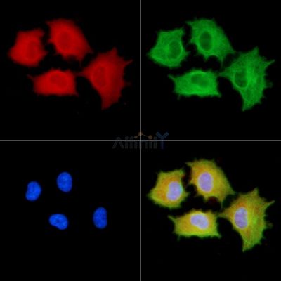 OR51M1 Antibody - DF2829 staining A549 cells by IF/ICC.