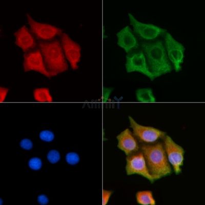 CNKSR1 Antibody - DF3389 staining HepG2 cells by IF/ICC.