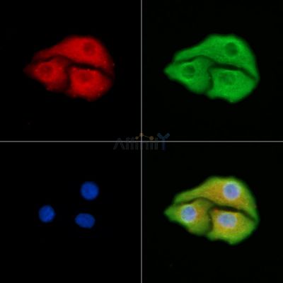 PDXDC1 Antibody - DF4363 staining Hela cells by IF/ICC.