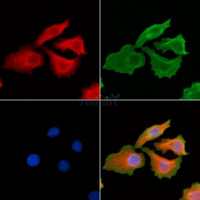 PTP4A3 Antibody - DF6747 staining Hela cells by IF/ICC.
