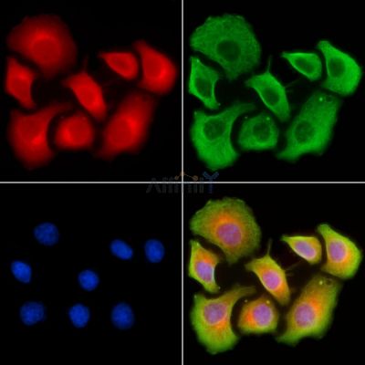 Vitamin D Binding protein Antibody - DF7840 staining HepG2 cells by IF/ICC.