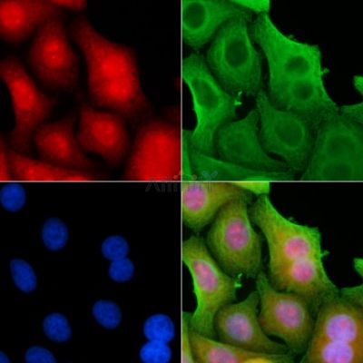 COPS7A Antibody - DF8375 staining Hela cells by IF/ICC.
