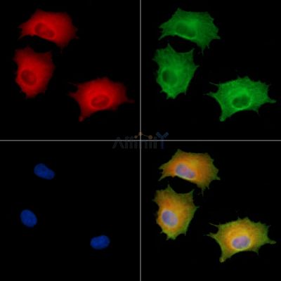 DUSP14 Antibody - DF8767 staining A549 cells by IF/ICC.