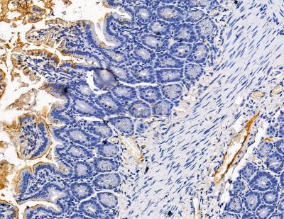 Collagen VIII  alpha 2 Antibody - DF8903 at 1/100 staining mouse colorectal tissue by IHC-P.