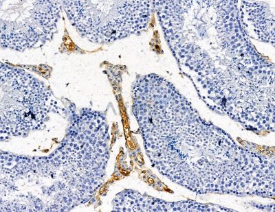 Collagen VIII  alpha 2 Antibody - DF8903 at 1/100 staining mouse testis tissue by IHC-P.
