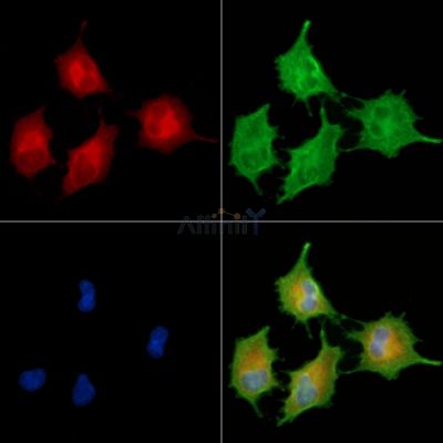 Cytochrome P450 4F3 Antibody - DF8927 staining A549 cells by IF/ICC.