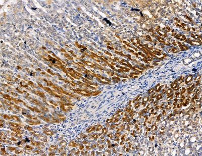Cytochrome P450 4F8 Antibody - DF8928 at 1/100 staining rat stomach tissue by IHC-P.