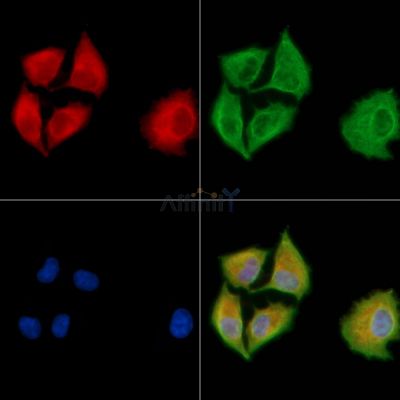 DNAJB5 Antibody - DF8941 staining A549 cells by IF/ICC.