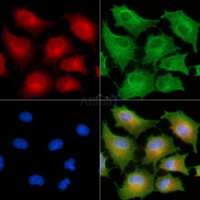 FGFBP3 Antibody - DF8950 staining A549 cells by IF/ICC.