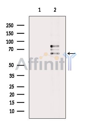 ILRL2 Antibody - Western blot analysis of extracts from Mouse brain, using ILRL2 Antibody.