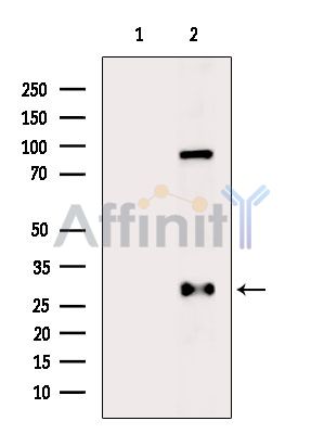 MAF1 Antibody - Western blot analysis of extracts from 3T3-L1 cells(LPS 4h treatment), using MAF1 Antibody.