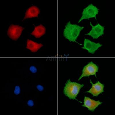 CAB39L Antibody - DF9307 staining A549 cells by IF/ICC.