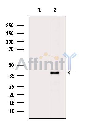 CGRRF1 Antibody - Western blot analysis of extracts from Mouse brain, using CGRRF1 Antibody.
