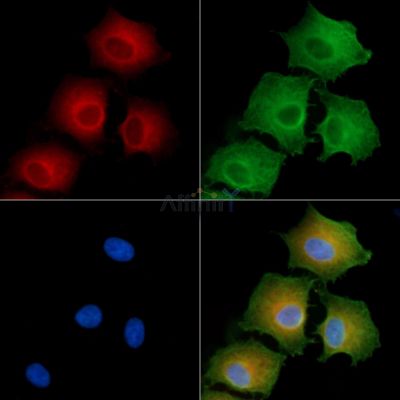 PDE3B Antibody - DF9372 staining A549 cells by IF/ICC.