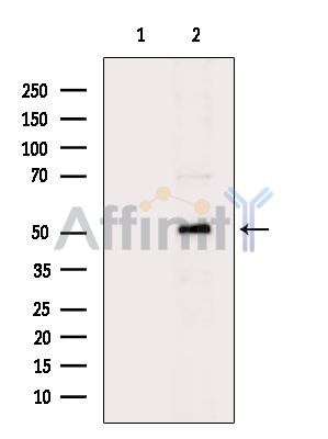 LUC7L3 Antibody - Western blot analysis of extracts from RAW264.