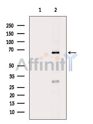 EDEM2 Antibody - Western blot analysis of extracts from RAW264.