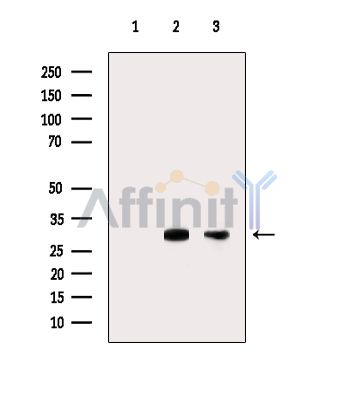 HLA-DMA Antibody - Western blot analysis of extracts from various samples, using HLA-DMA Antibody.