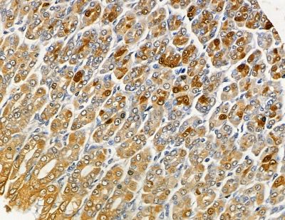 HLA-DMA Antibody - DF9572 at 1/100 staining mouse muscle tissue by IHC-P.