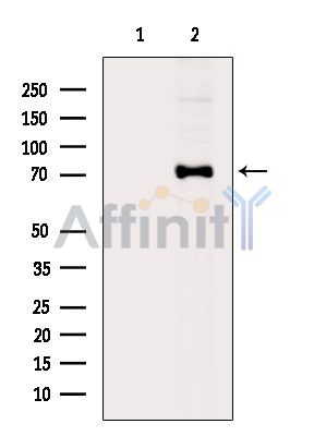RPAP3 Antibody - Western blot analysis of extracts from RAW264.