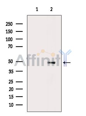 STK25 Antibody - Western blot analysis of extracts from 3T3-L1 cells(LPS 4h treatment), using STK25 Antibody.