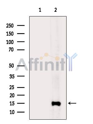 SH3BGRL1 Antibody - Western blot analysis of extracts from Rat heart, using SH3BGRL1 Antibody.