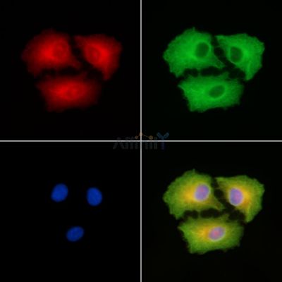 SH3GL3 Antibody - DF9907 staining A549 cells by IF/ICC.