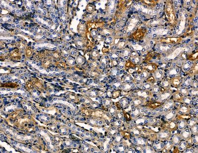 SLC28A1 Antibody - DF9939 at 1/100 staining mouse kidney tissue by IHC-P.