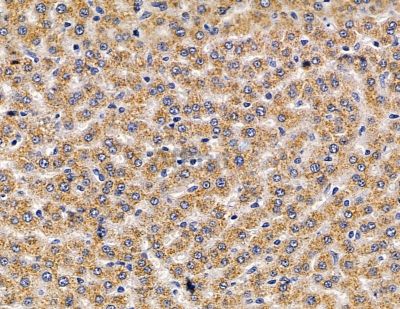 BTF3L3 Antibody - DF9973 at 1/100 staining rat liver tissue by IHC-P.