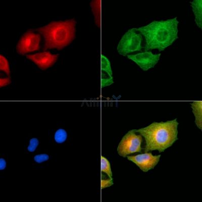 ZNF364 Antibody - DF13825 staining A549 cells by IF/ICC.