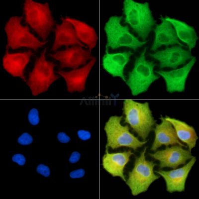 PDE12 Antibody - DF13835 staining A549 cells by IF/ICC.