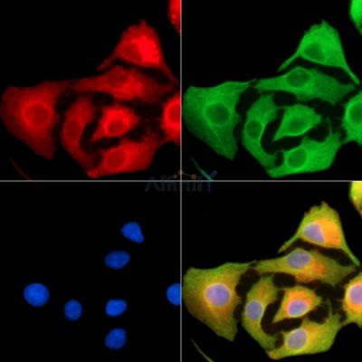 GDF 5 Antibody - DF13842 staining A549 cells by IF/ICC.