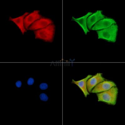 TTLL10 Antibody - DF13857 staining HepG2 cells by IF/ICC.