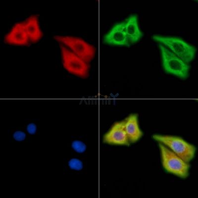 DLL3 Antibody - DF13862 staining HepG2 cells by IF/ICC.