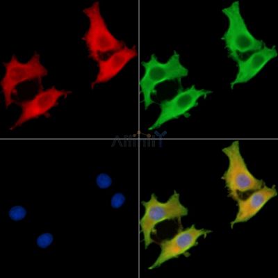 EFHD2 Antibody - DF13872 staining HepG2 cells by IF/ICC.