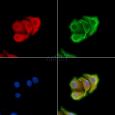 APC2 Antibody - DF13875 staining HepG2 cells by IF/ICC.