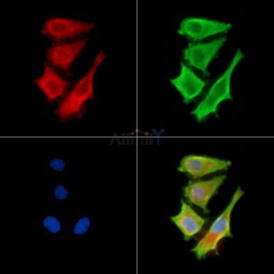 Pellino 1 Antibody - DF13966 staining HepG2 cells by IF/ICC.