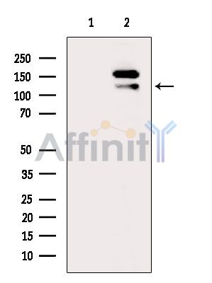 LARP1 Antibody - Western blot analysis of extracts from RAW264.
