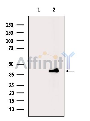 RAD51AP1 Antibody - Western blot analysis of extracts from Hela cells(heat-shock treatment), using RAD51AP1 Antibody.