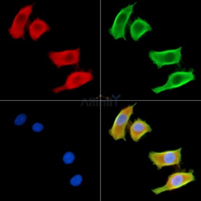 SPARCL1 Antibody - DF14230 staining HepG2 cells by IF/ICC.