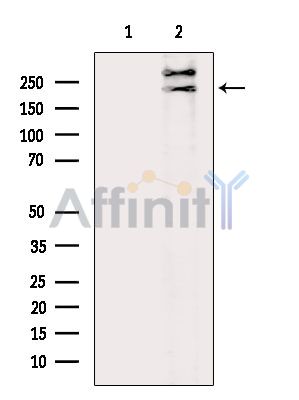 Tcf20 Antibody - Western blot analysis of extracts from RAW264.