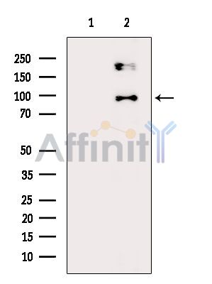 FAM83G Antibody - Western blot analysis of extracts from Hela cells(heat-shock treatment), using FAM83G Antibody.